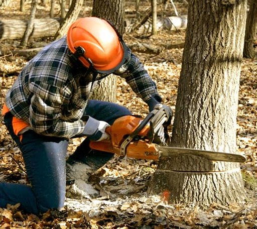 Tree Removal in Hawk Point, MO
